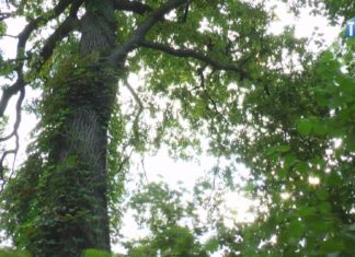 2021.09.15 – LEŚNE “JABŁKO NIEZGODY”