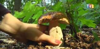 2021.09.15 – PÓKI CZAS, RUSZAJMY W LAS