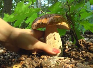 2021.09.15 – PÓKI CZAS, RUSZAJMY W LAS