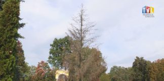 2021.10.06 – CMENTARZ DRZEW