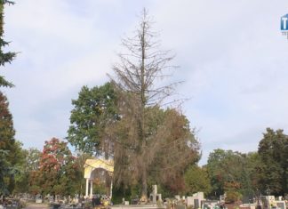 2021.10.06 – CMENTARZ DRZEW