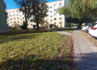 DEWASTACJA NASADZEŃ NA SERBINOWIE