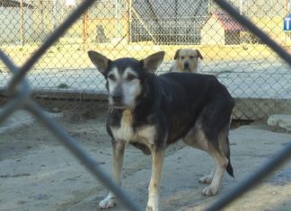 2021.11.16 – ZOSTAŃ WOLONTARIUSZEM U “MACHOWIAKÓW”