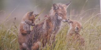 2021.11.30 – MIŁOŚĆ W PRZYRODZIE I W OBIEKTYWIE