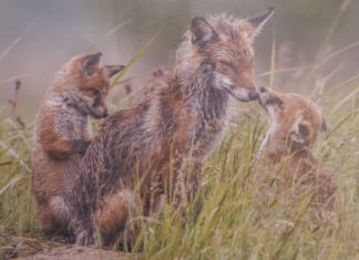 2021.11.30 – MIŁOŚĆ W PRZYRODZIE I W OBIEKTYWIE