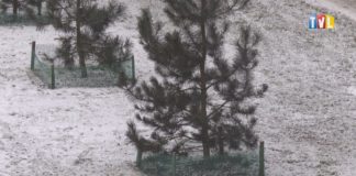 2021.12.28 – DRUGIE ŻYCIE CHOINEK