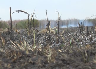 POLICJA OSTRZEGA – WYPALANIE TRAW JEST NIEBEZPIECZNE I NIEDOZWOLONE