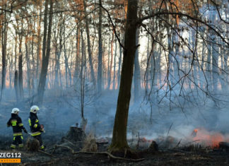 11 ZASTĘPÓW GASIŁO POŻAR LASU