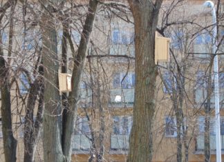 STAROSTWO DBA O “BRACI MNIEJSZYCH”