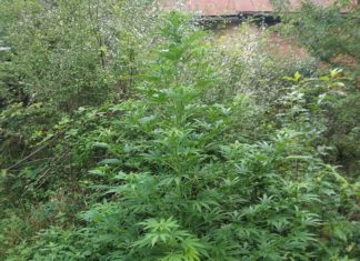25-LATEK ODPOWIE ZA POSIADANIE I UPRAWĘ KONOPI INDYJSKICH