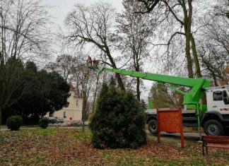 GRĘBÓW: TRWA KONSERWACJA POMNIKÓW PRZYRODY