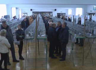 2022.12.11 – GOŁĘBIE W ROLI GŁÓWNEJ