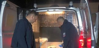 POLICJANCI POMOGLI PSU, KTÓRY BŁĄKAŁ SIĘ PO RUCHLIWEJ DRODZE