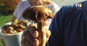 GRZYBIARZE – POLICJA APELUJE O ROZWAGĘ!