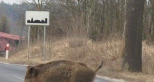 W TARNOBRZEGU DZIK WYBIEGŁ POD KOŁA FIATA