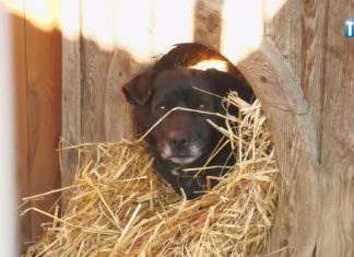 2024.01.11 – POMÓŻMY PSIAKOM PRZETRWAĆ ZIMĘ