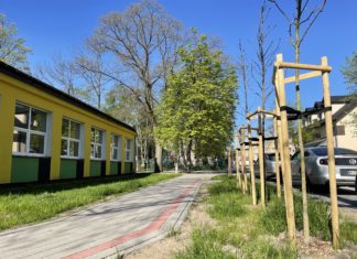 KRZEWUSZKI CUDOWNE I SZWEDZKIE JARZĄBY