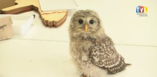 2024.07.30 – NA SOWIM TALERZU