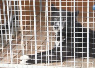 “STOP ŁAŃCUCHOM, PSEUDOHODOWLOM I BEZDOMNOŚCI ZWIERZĄT” – ZŁÓŻ PODPIS