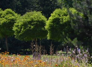W TARNOBRZEGU POSADZONO 30 LIP I 20 KRZEWUSZEK W RAMACH AKCJI SADZENIA ROŚLIN MIODODAJNYCH