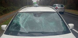 SARNA WPADŁA NA MASKĘ MERCEDESA