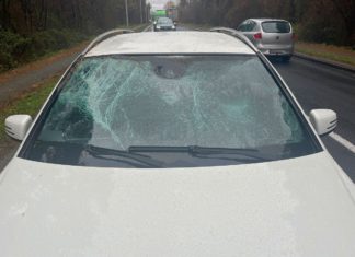 SARNA WPADŁA NA MASKĘ MERCEDESA