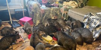 SZOKUJĄCE ODKRYCIE PRACOWNIKÓW SCHRONISKA W MIESZKANIU NA MOKRZYSZOWIE