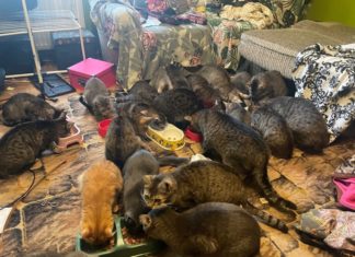 SZOKUJĄCE ODKRYCIE PRACOWNIKÓW SCHRONISKA W MIESZKANIU NA MOKRZYSZOWIE