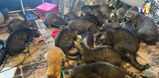 2025.01.16 – SZOKUJĄCE KOCIE ODKRYCIE