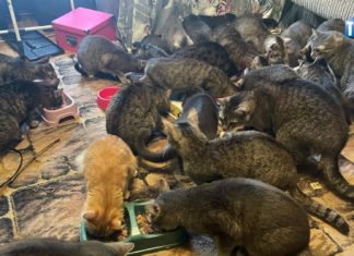 2025.01.16 – SZOKUJĄCE KOCIE ODKRYCIE