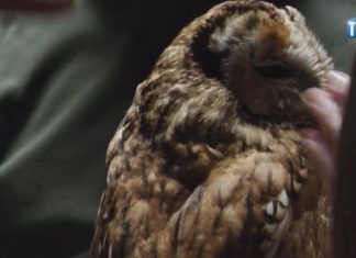 2025.04.11 – SOWA-TARNOBRZEŻANKA WRÓCIŁADO DOMU