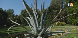 2025.05.28 – ZAKWITNIE I… UMRZE