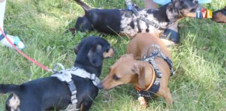 2025.06.15 – JAMNIKÓW JAK PSÓW