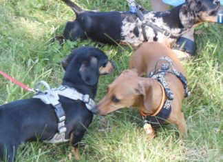 2025.06.15 – JAMNIKÓW JAK PSÓW