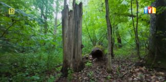 PRZYRODNICZYM SZLAKIEM – REZERWAT “SOCHY”