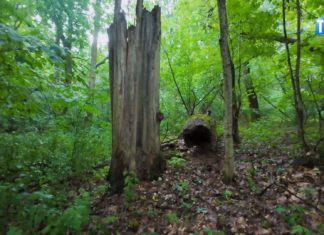 PRZYRODNICZYM SZLAKIEM – REZERWAT “SOCHY”