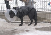 2026.01.28 – POMOC OD CELEBRYTKI