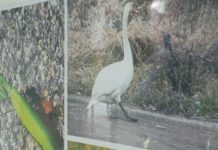 2026.03.10 – “DZIKIE NA DRODZE”