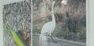 2026.03.10 – “DZIKIE NA DRODZE”