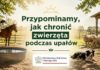 UPAŁY A DOBROSTAN ZWIERZĄT – JAK CHRONIĆ ZWIERZĘTA PRZED WYSOKIMI TEMPERATURAMI