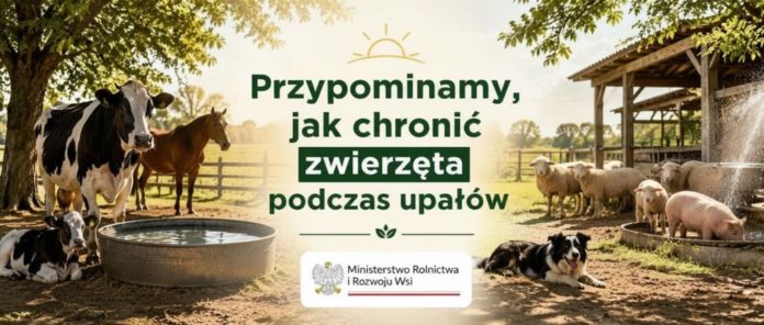 zwierzeta